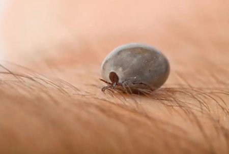 古人讲“苗族有蛊,蛊物毒人”,啥意思?苗蛊巫术有科学依据吗? 第6张 古人讲“苗族有蛊,蛊物毒人”,啥意思?苗蛊巫术有科学依据吗? 第6张
